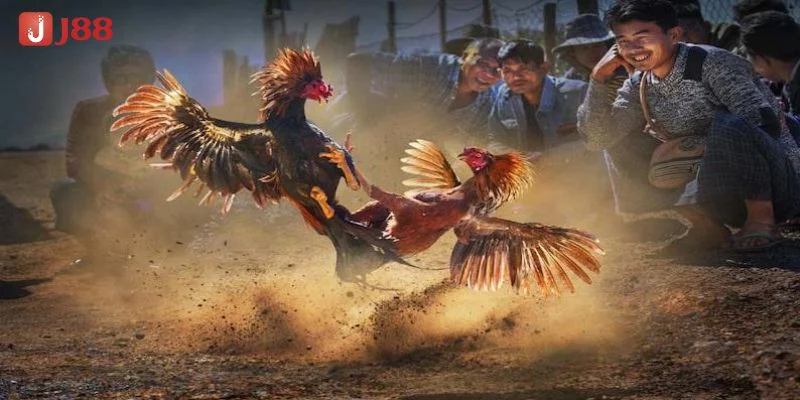 Đá Gà J88 - Sới Gà Đá Đỉnh Cao Cho Chiến Kê Sành Sỏi 2 Các trận đấu đá gà J88 luôn được làm mới và cập nhật thường xuyên.