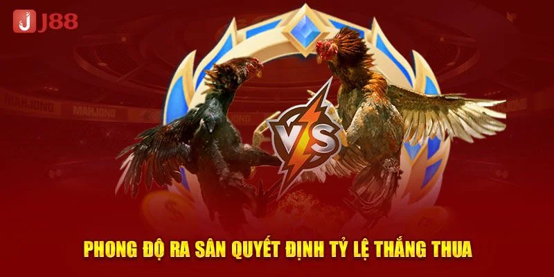 Đá Gà J88 - Sới Gà Đá Đỉnh Cao Cho Chiến Kê Sành Sỏi 3 Chọn chiến kê dựa trên phong độ là mẹo chơi đá gà J88 hiệu quả