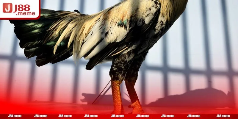 Gà chân vảy rồng từ lâu đã được biết đến là quý tướng trong thuật xem gà đá.