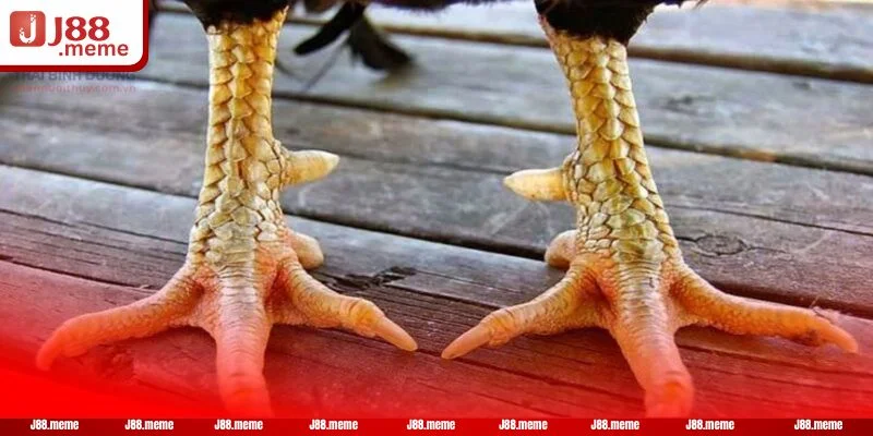 Các dấu hiệu nhận biết gà chọi chân vảy rồng rất đặc trưng.