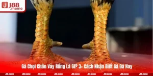 Gà Chọi Chân Vảy Rồng Là Gì? 3+ Cách Nhận Biết Gà Đá Hay