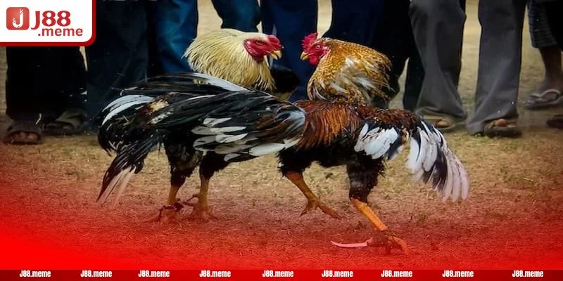 Gà đá Peru là kèo chơi được đông đảo bet thủ yêu thích.