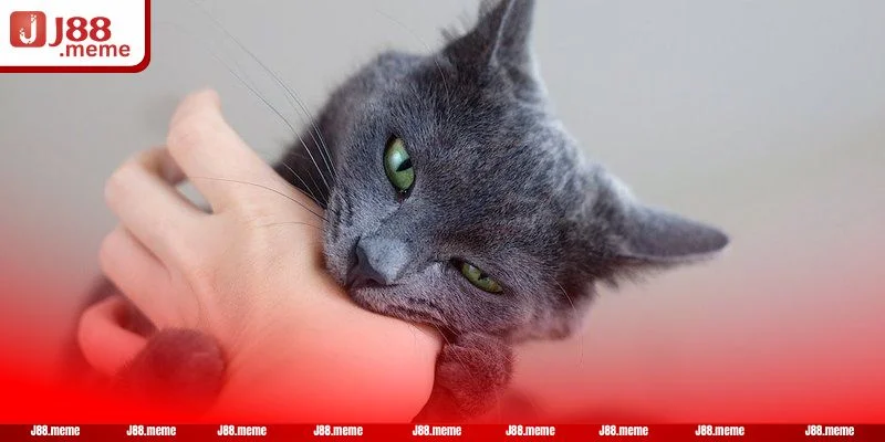 Giải mã giấc mộng thấy mèo đen giúp bạn chốt số đậm.