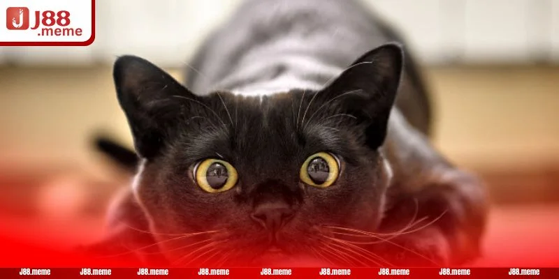 Giấc mơ thấy mèo đen theo từng trường hợp sẽ có lý giải khác nhau.