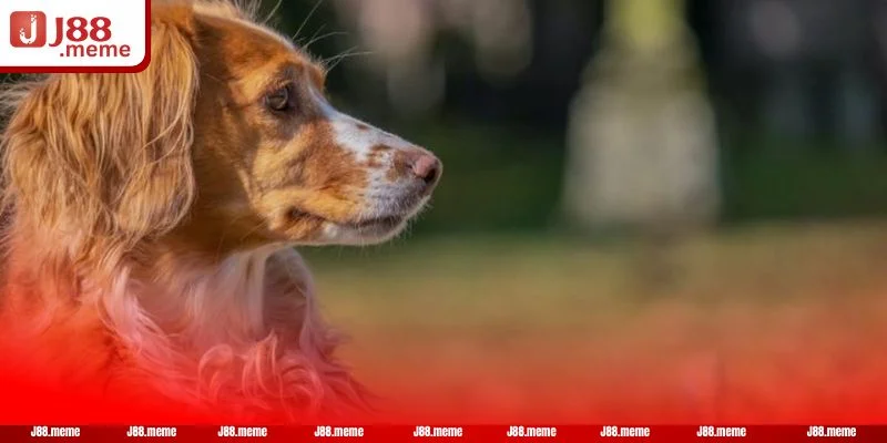 Giấc mơ thấy con chó vàng thường xuyên xuất hiện ở nhiều người.