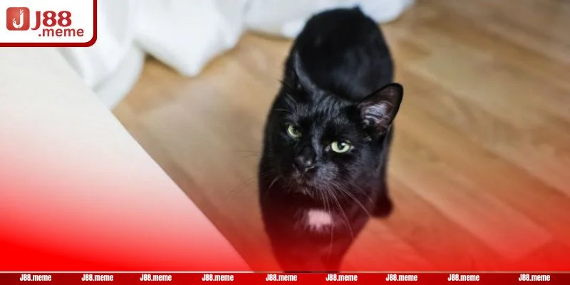 Giấc mộng thấy con mèo đen khá thường gặp.