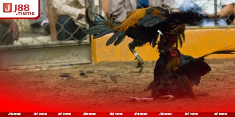 Kèo chơi đá gà Peru tại J88 có tỷ lệ thưởng hấp dẫn.