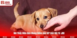 Mơ Thấy Chó Vàng Có Sao Không? Giấc Mơ Chó Vàng Chốt Gì?