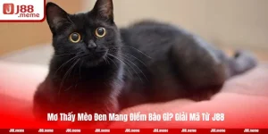 Mơ Thấy Mèo Đen Điềm Báo Tốt Hay Xấu? Giải Mã Từ J88