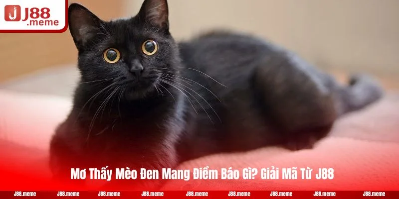 Mơ Thấy Mèo Đen Điềm Báo Tốt Hay Xấu? Giải Mã Từ J88